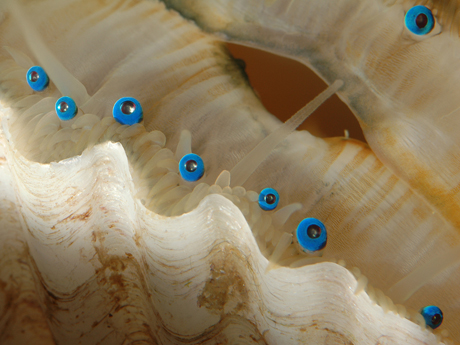 Argopecten_eyes_0060r_blog.jpg