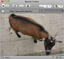 goat-browser2.jpg