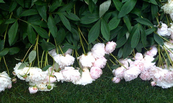 peony.jpg